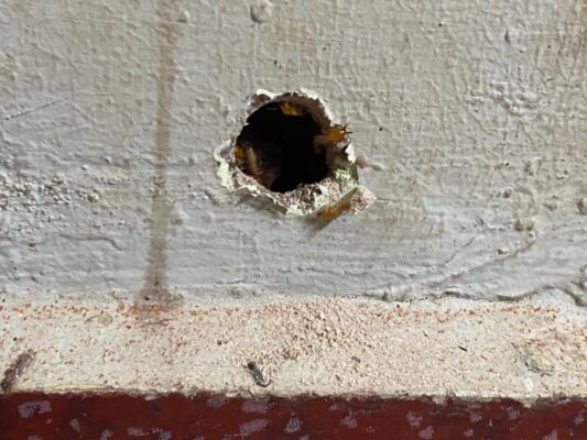 OnGuard Pest Controls